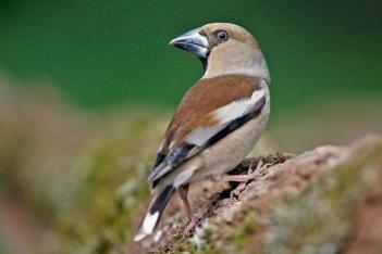 Uccelli: richiedi informazioni a Hobby Natura Ornitologia